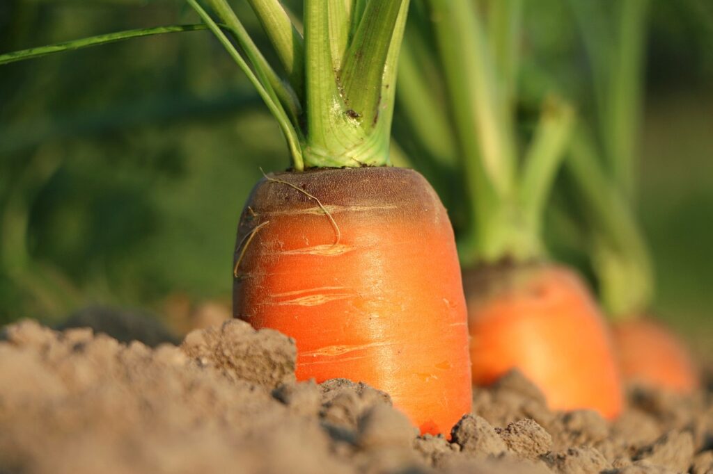 carrots are an excellent source of vitamin A for eye health